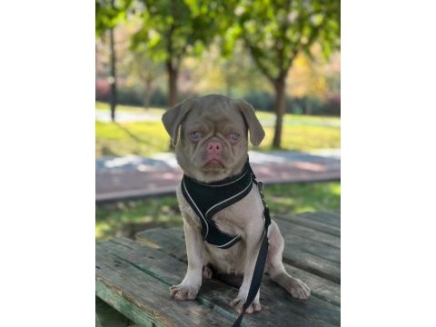 Türkiyede tek pug