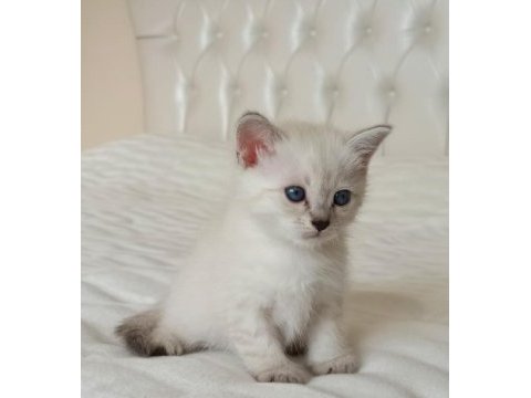 Erkek british shorthair