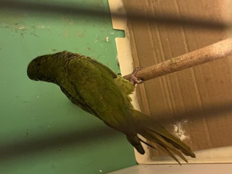 Eğitime açık konur papağanı