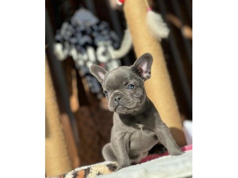 Blue french bulldog yavrularımız
