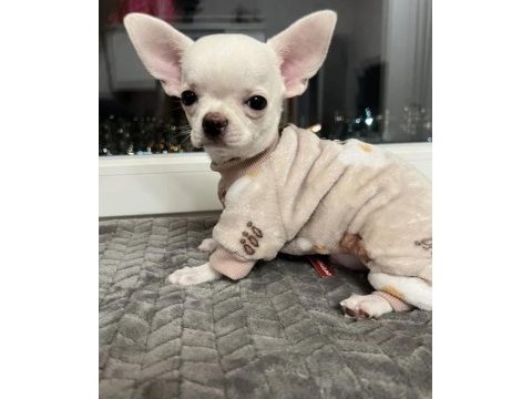 Şivava yavru köpeğimiz
