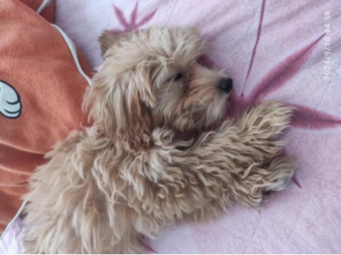 Poodle bakamadığımızdan dolayı sahiplendirilecektir