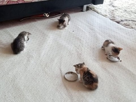 Tekir kırması 3 renkli dişi yavru kediler
