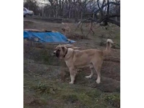 Uzay mekiği maşallah böylesi yok