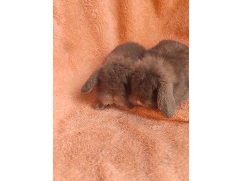 Hollanda teddy lop tavşanı