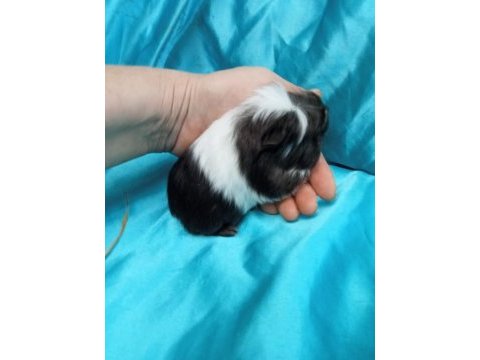 Ginepig bebeklerimizi görmeden karar vermeyin