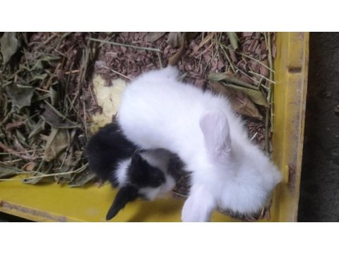 Hollanda lop tavşanı yavrusu