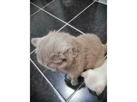 Scottish fold kedimiz 1 yaşında