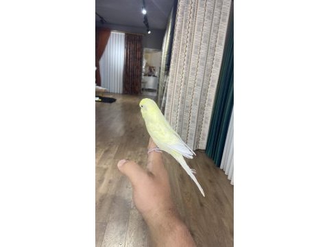 Konuşan muhabbet kuşu insan canlısı
