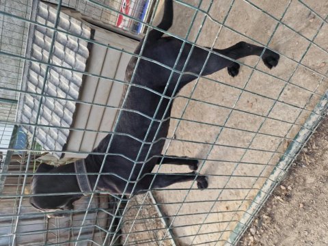 1 yaşında dişi cane corso