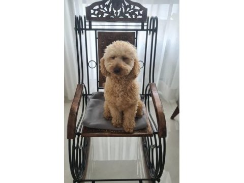 2 aylık poodle yavrularımız ailelerini arıyor