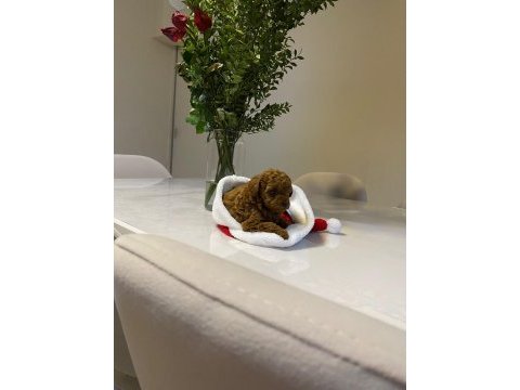 Dişi koyu renk poodle