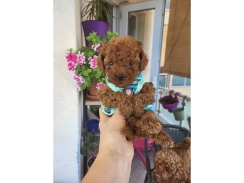 Korekan poodle mükemmel güzellikte