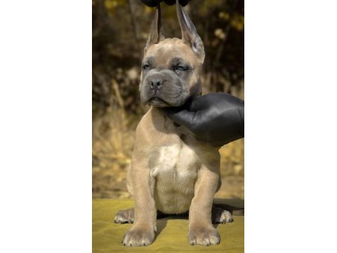 Dev cane corso yavruları