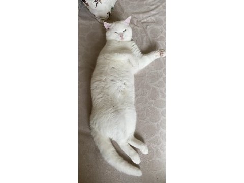 British shorthair bulutuma yeni yuva aranıyor