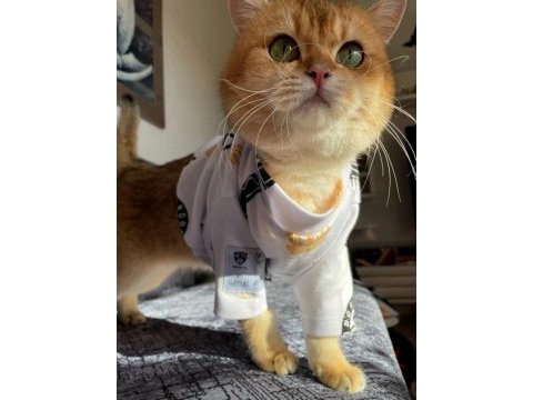 Safkan british shorthair golden point dişi
