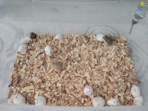 Çok tatlı minnoş yavru hamsterler