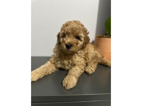 45 günlük poodle yuva aranıyor