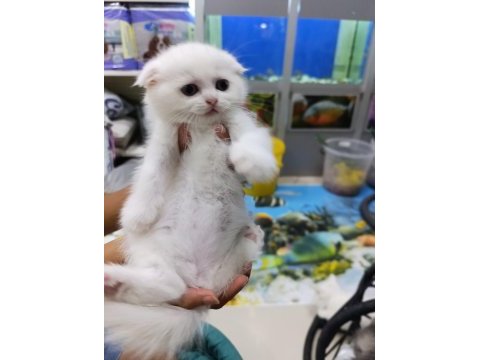 50 6 adet günlük scottish fold yavrularımız
