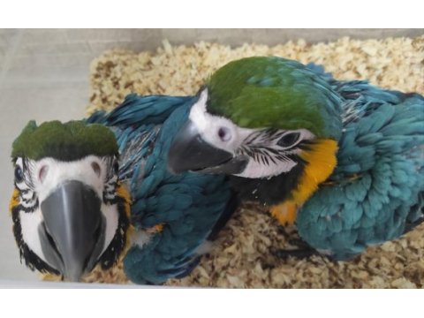 El besleme full evcil bebek macawlar