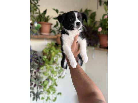 Border collie yavrular