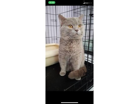 Erkek ayı surat british shorthair