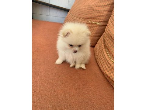Pomeranian boo dişi kedimiz