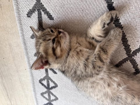 Sakarya british shorthair yavrular