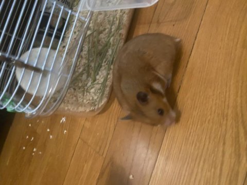 Kampanya hamster