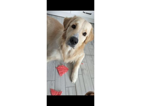 Sahiplendirme golden retriever