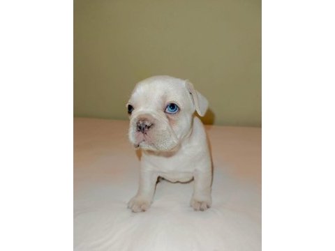 Fransız bulldog dişi ve erkek