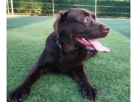 2 yaşında kısır erkek çikolata labrador