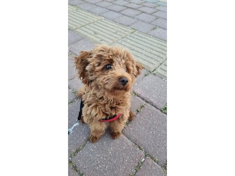 6 aylık maltipoo kızımız tarçın