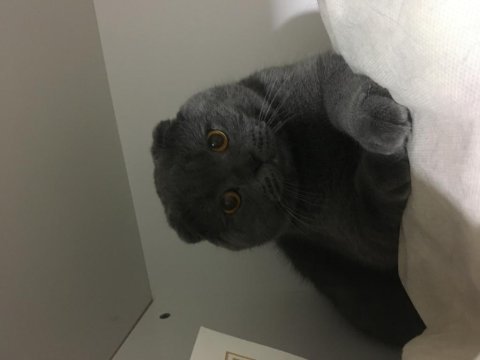 Scottish fold oğluma eş arıyorum