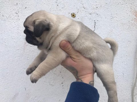 Pug köpeği 60 günlük