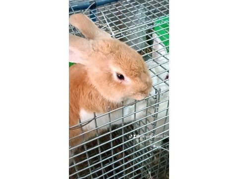 Yeni zellanda tavşanı