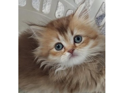 Safkan anne ve babadan british longhair