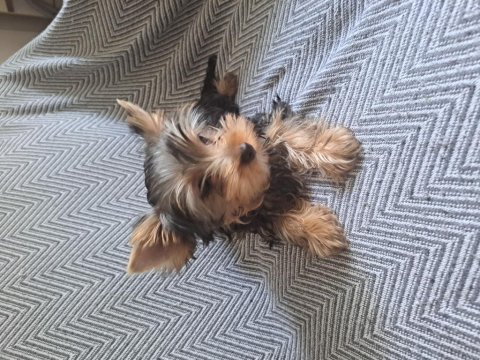 Micro boy yorkshire terrier bebekler