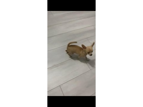 Mini şivava aşılı