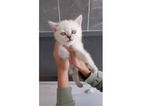 Orjinal safkan britishorthair yavrular