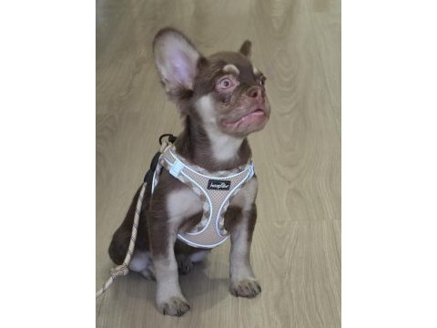 Rojo tan dişi french bulldog