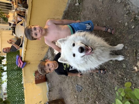 Samoyed 4 yaşında erkek