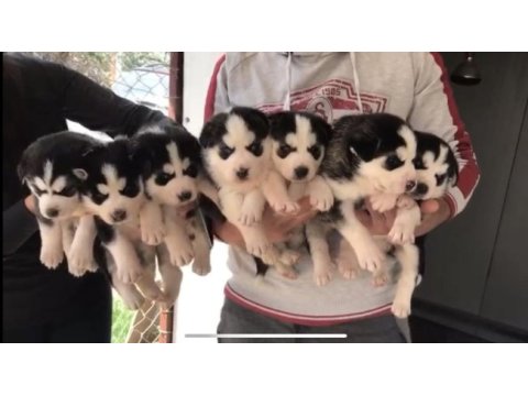 Üst kalite husky (sibirya kurdu) yavrular