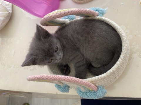 Son iki yavru british shorthair
