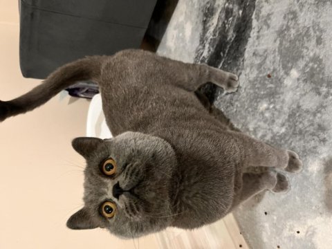 Oyuncu temas bağımlısı british shorthair