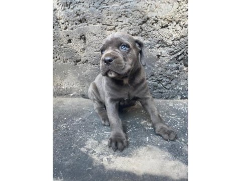 Blue yavru cane corso