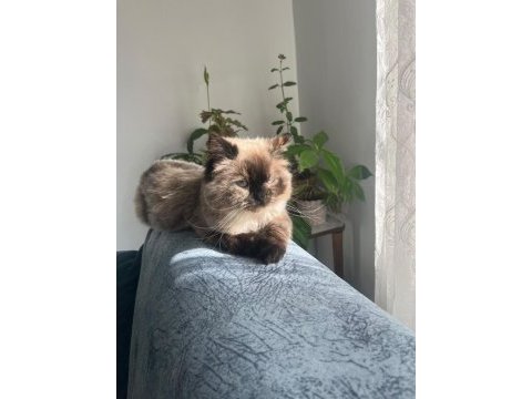 Tuvalet eğitimi var çok uysal british shorthair