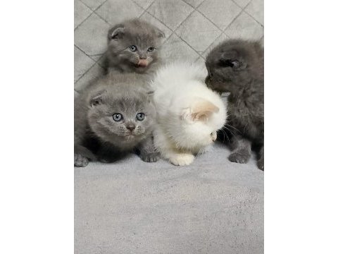 Scottish fold yavrularımız
