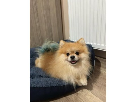 Pomeranian boo 2 yaşında erkek eğitimi var