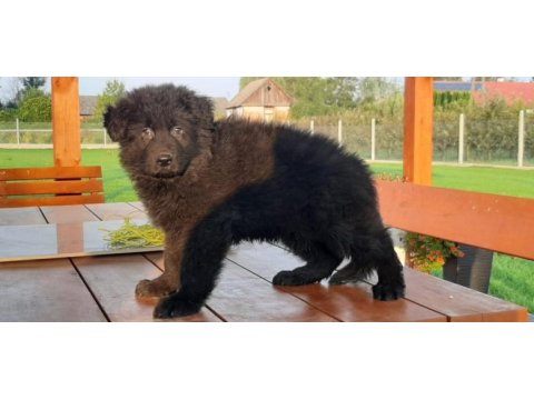 Safkan alman çoban köpekleri (show line)